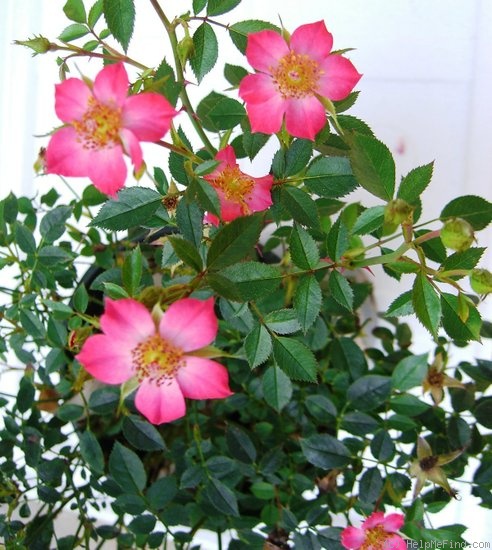 'Star Twinkle' rose photo