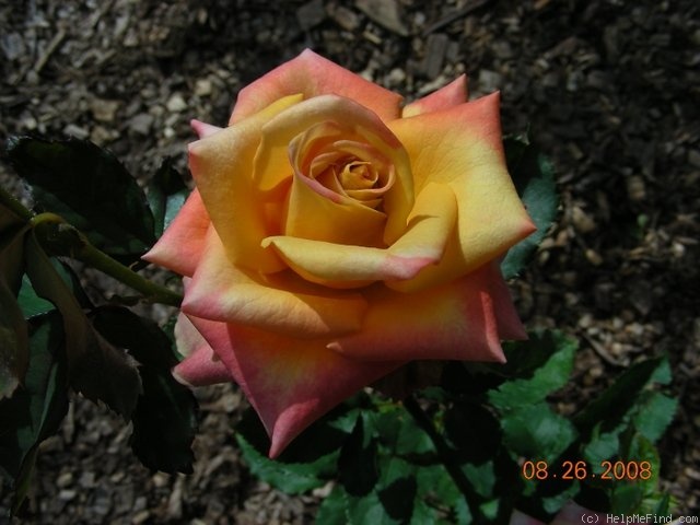 'Amber® (florist's rose, Spek)' rose photo