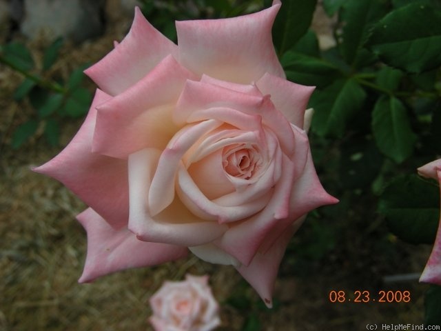 'April Hamer' rose photo