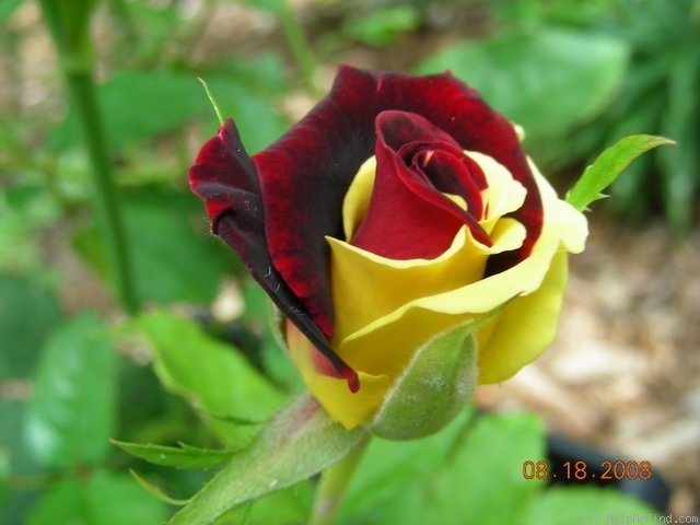'Memphis Music' rose photo
