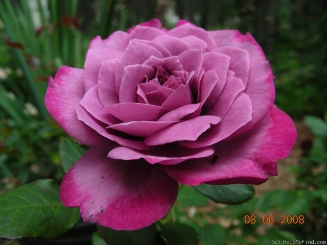 'Monet (hybrid tea, Great Western Rose Co. 1996)' rose photo