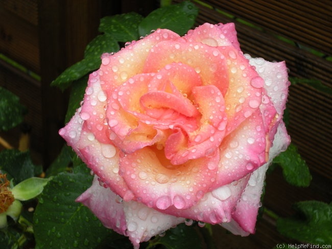 'Cindy (hybrid tea, Harkness, 1997)' rose photo