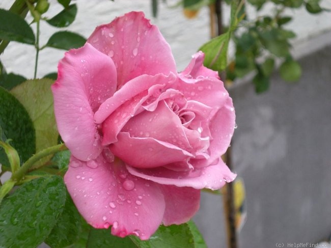 'Waltz Time (hybrid tea, Delbard-Chabert, 1961)' rose photo