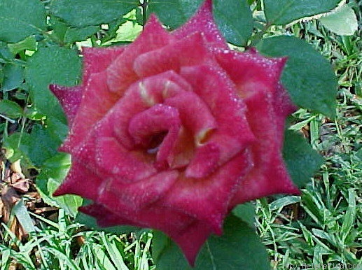 'The Guthrie Rose' rose photo