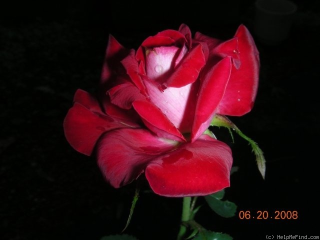 'Liberty Bell (Mini-flora, Benardella, 2003)' rose photo
