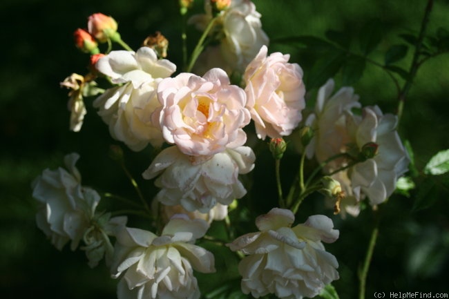 'Ghislaine de Féligonde' rose photo