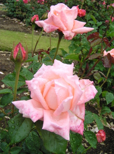 'Coral Star' rose photo