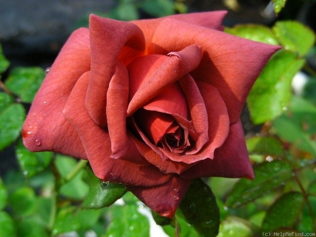 'Black Tea' rose photo