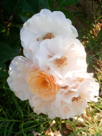 'Pas de Deux' rose photo