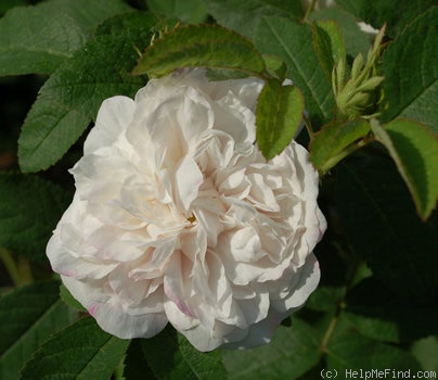 'Marie de St. Jean' rose photo
