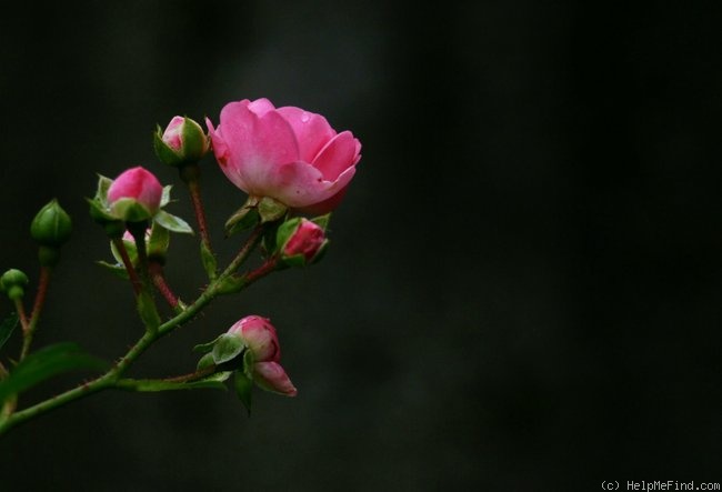 'The Fairy' rose photo