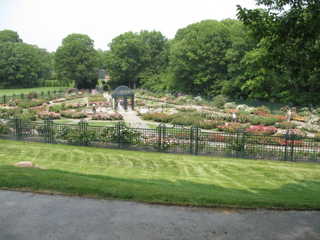 'The Peggy Rockefeller Rose Garden'  photo