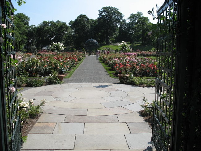 'The Peggy Rockefeller Rose Garden'  photo