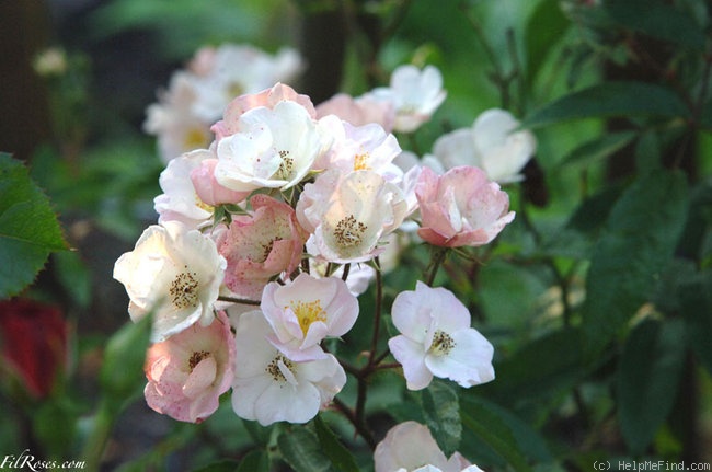 'Alden Biesen ®' rose photo