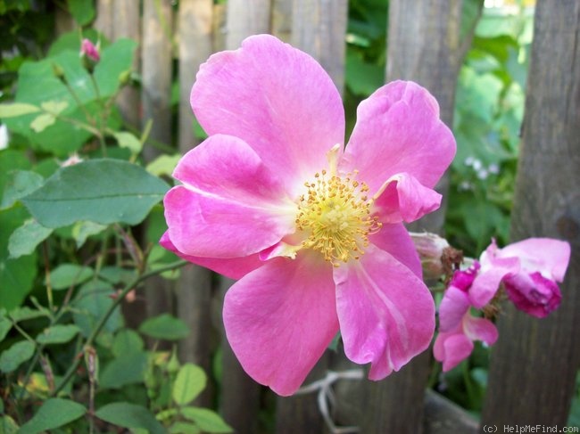 'Ann (shrub, Austin, 1997)' rose photo