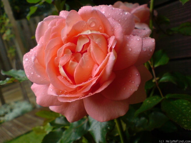 'Poulen009' rose photo