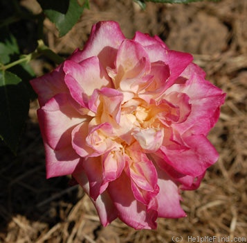 'Général Galliéni' rose photo