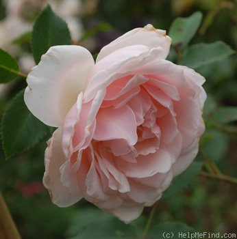 'Clair de Lune (tea, Scarman, 2005)' rose photo