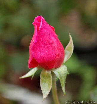 'Cathrine Kordes' rose photo