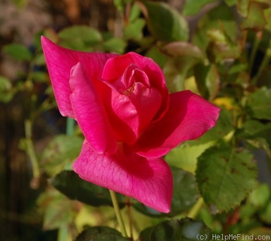 'Cathrine Kordes' rose photo