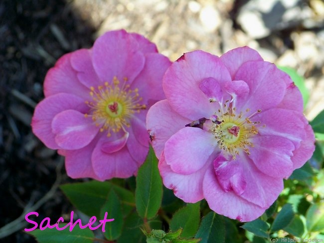 'Sachet ™' rose photo
