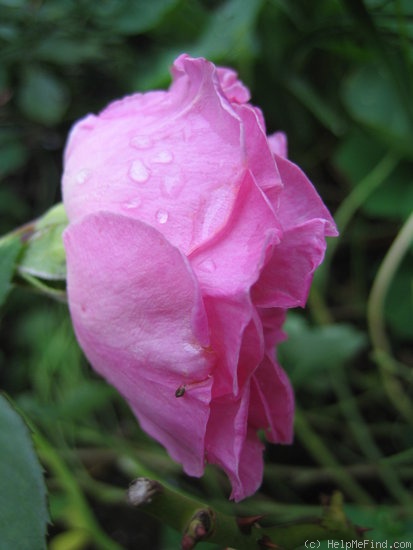 'Mademoiselle Mathilde Lenaerts' rose photo