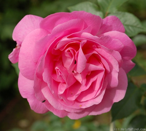 'Cameron' rose photo