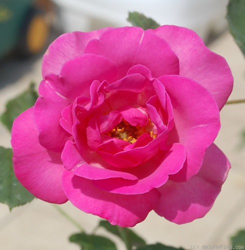 'Border Queen (shrub, Scarman, 2005)' rose photo