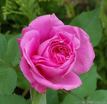'Comtesse Henriette Combes' rose photo