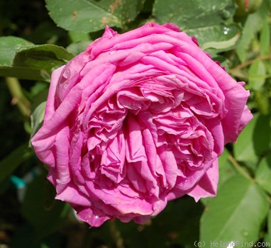 'Comtesse Henriette Combes' rose photo