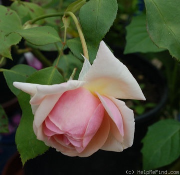 'Madame Creux' rose photo