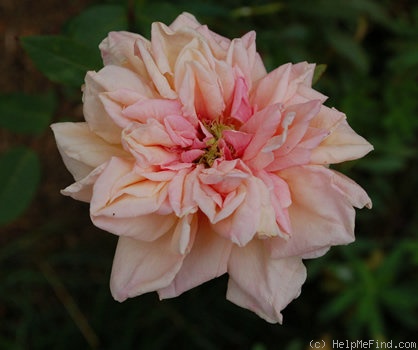'Mademoiselle Franziska Krüger' rose photo