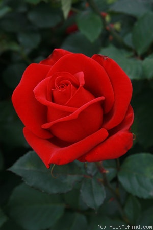 'O. L. Weeks' rose photo