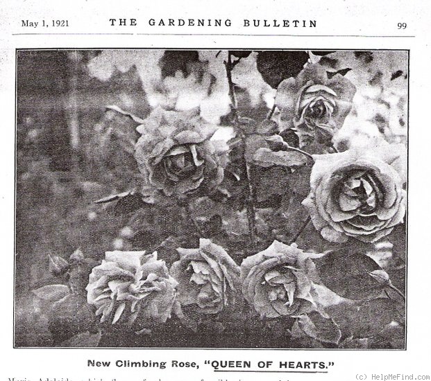 'Queen of Hearts (Hybrid Tea Cl., Clark 1919)' rose photo