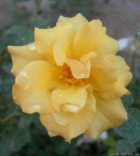 'JUJXBEE' rose photo