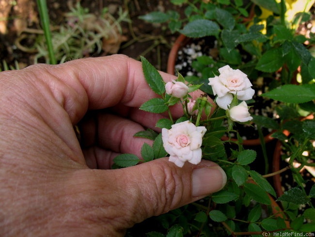 'Willie Winkie' rose photo
