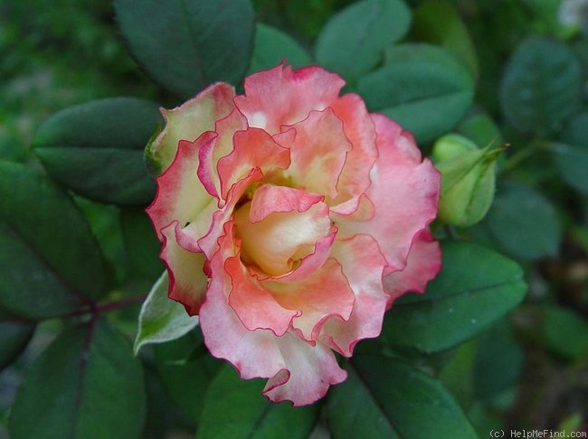 Роза лайтхаус фото