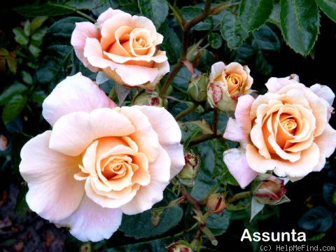 'Assunta (hybrid kordesii, Sievers, 1995)' rose photo