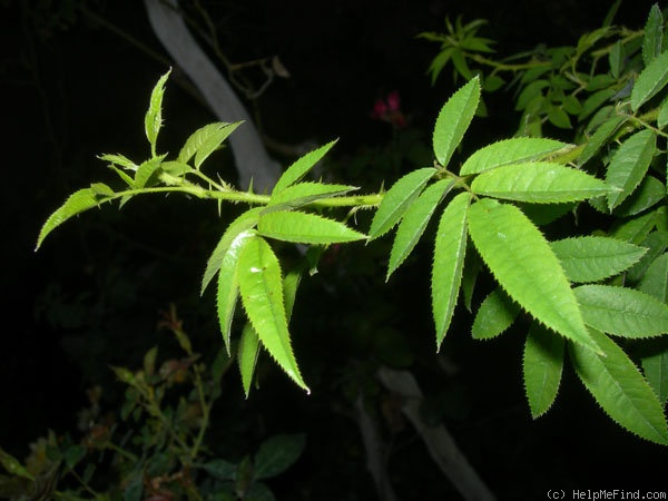 '<i>Rosa lyellii</i> Lindley' rose photo
