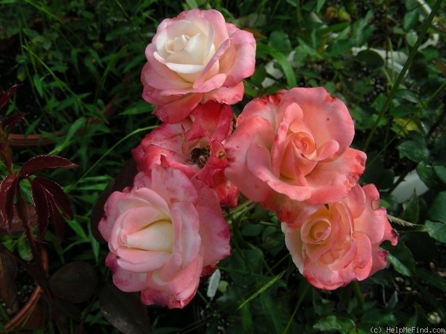 'Arcanum' rose photo