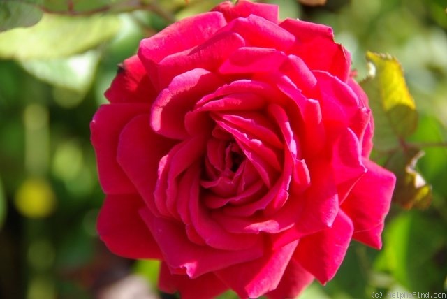 'John Waterer (hybrid tea, McGredy, 1965)' rose photo