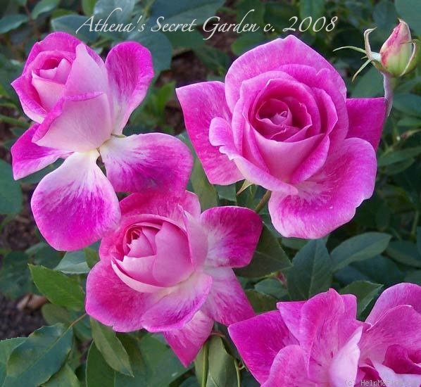 'Brilliant Pink Iceberg' rose photo