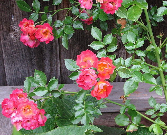 'Carpet of Color' rose photo