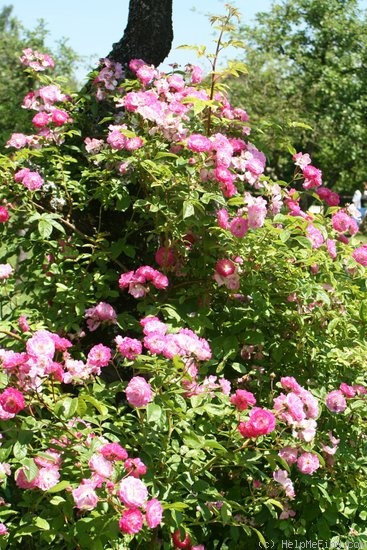 'Geschwind's Nordlandrose II' rose photo