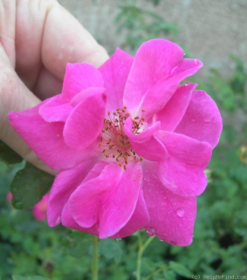 'ABDXPB' rose photo
