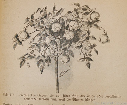 'The Queen (Tea, Dingee & Conard, 1889)' rose photo