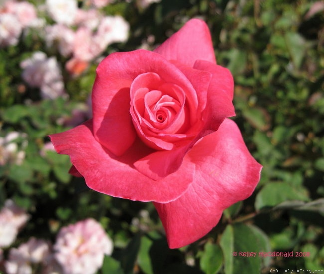 'Marijke Koopman' rose photo