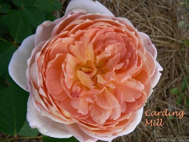 'Carding Mill ™' rose photo