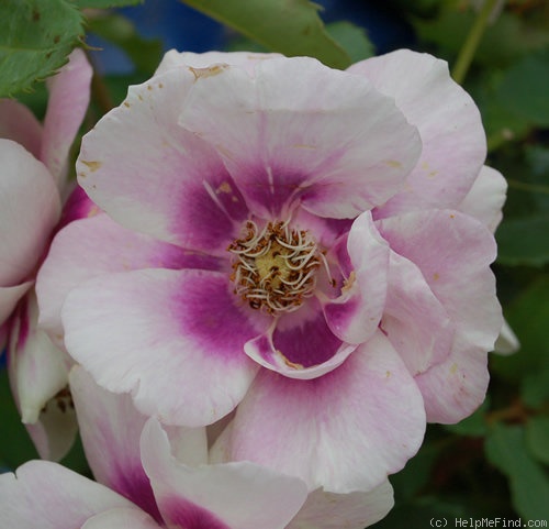 'Pejambigeye' rose photo