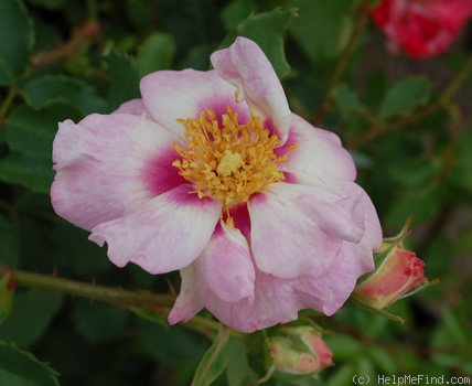 'Pejambigeye' rose photo